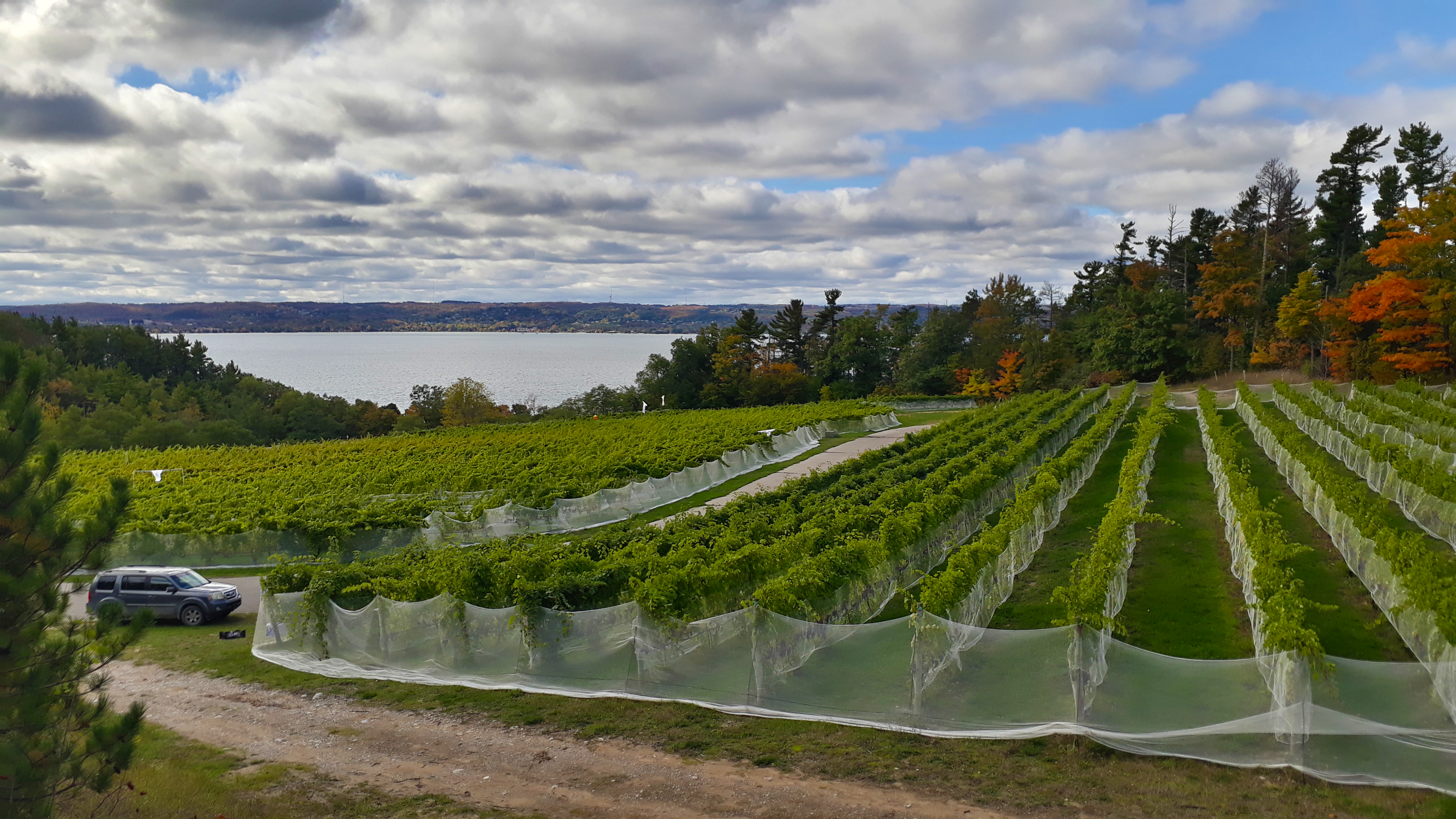 Vineyard bird netting